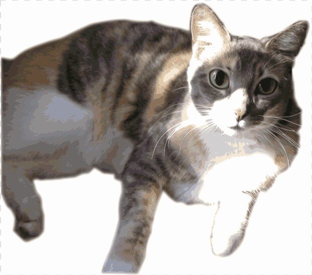 Daphne  The Calico W  Anime Eyes   Transparent Calico Cat Png  Png DownloadTransparent PNG