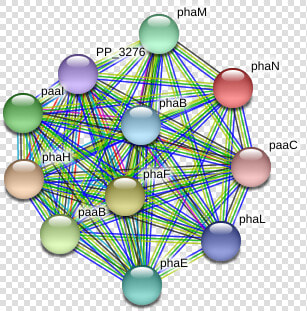 Phan Protein   Circle  HD Png DownloadTransparent PNG