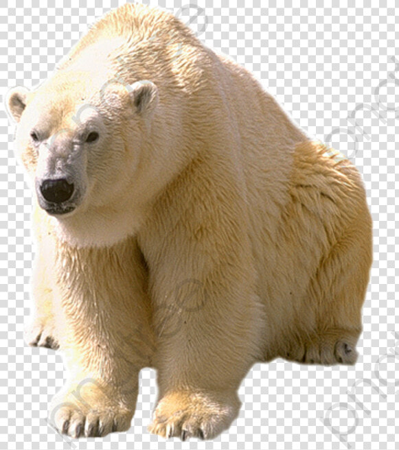 White Polar Bear Polar Bear Clipart Realistic   Dictionary Com Polar Bear  HD Png DownloadTransparent PNG