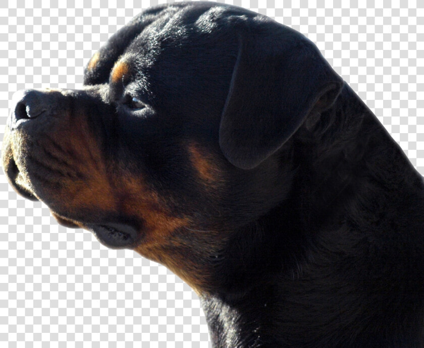 Rottweiler  HD Png DownloadTransparent PNG