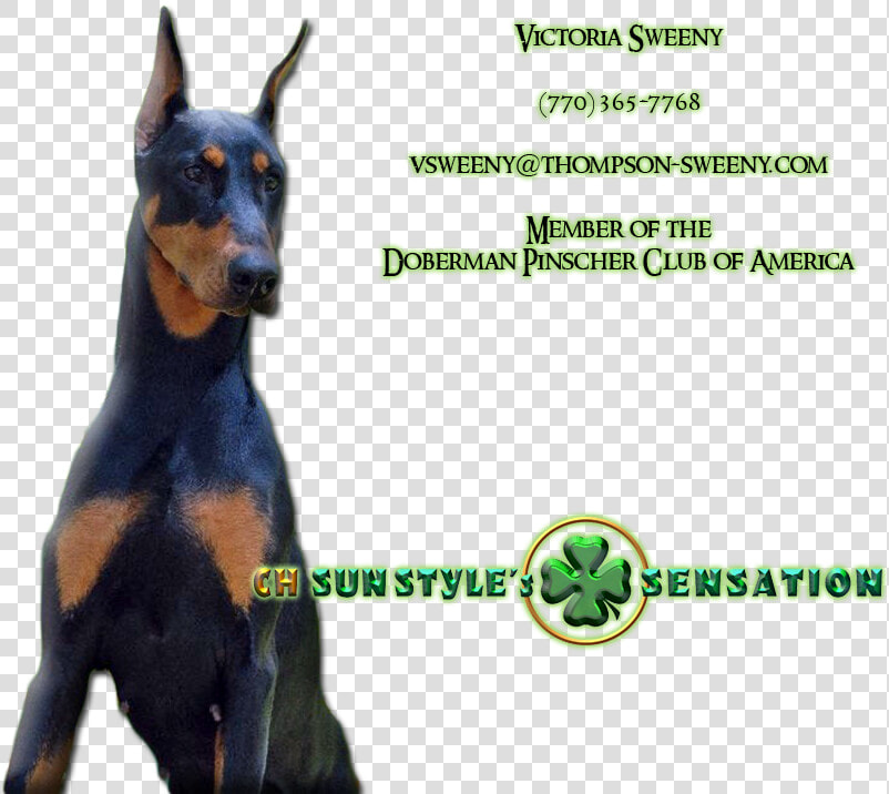 Dobermann  HD Png DownloadTransparent PNG