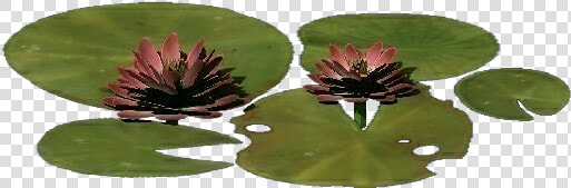 3d Flowers   Lotus Flower   Acca Software   Red Clover  HD Png DownloadTransparent PNG