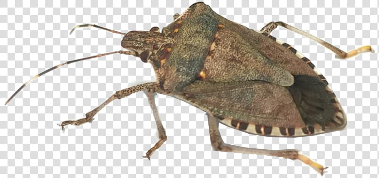 Bugs Png Photo Background   Stink Bug  Transparent PngTransparent PNG