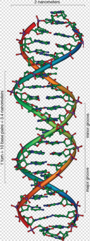 Deoxyribose Sugar Double Helix  HD Png DownloadTransparent PNG