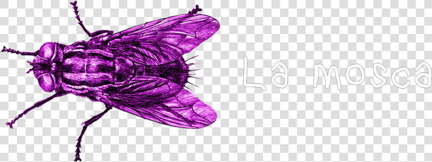 Mosca  HD Png DownloadTransparent PNG