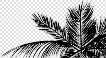 Tumblr Aesthetic Palmera Hojas Planta   White Background Iphone  HD Png DownloadTransparent PNG