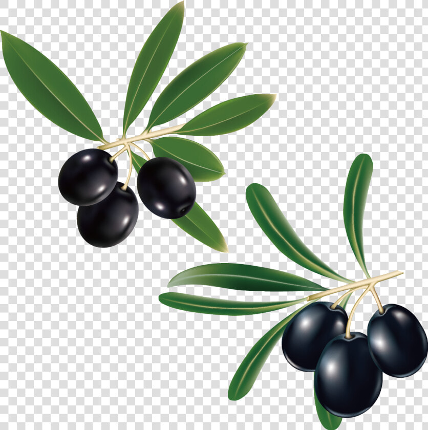 Clip Art Olive Branch Photo   Kalamata Olive Tree Vector  HD Png DownloadTransparent PNG