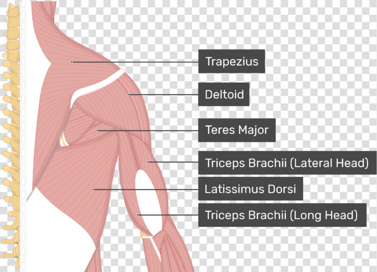 Image Showing Superficial Muscles Of The Back And Posterior   Supraspinatus Muscle  HD Png DownloadTransparent PNG