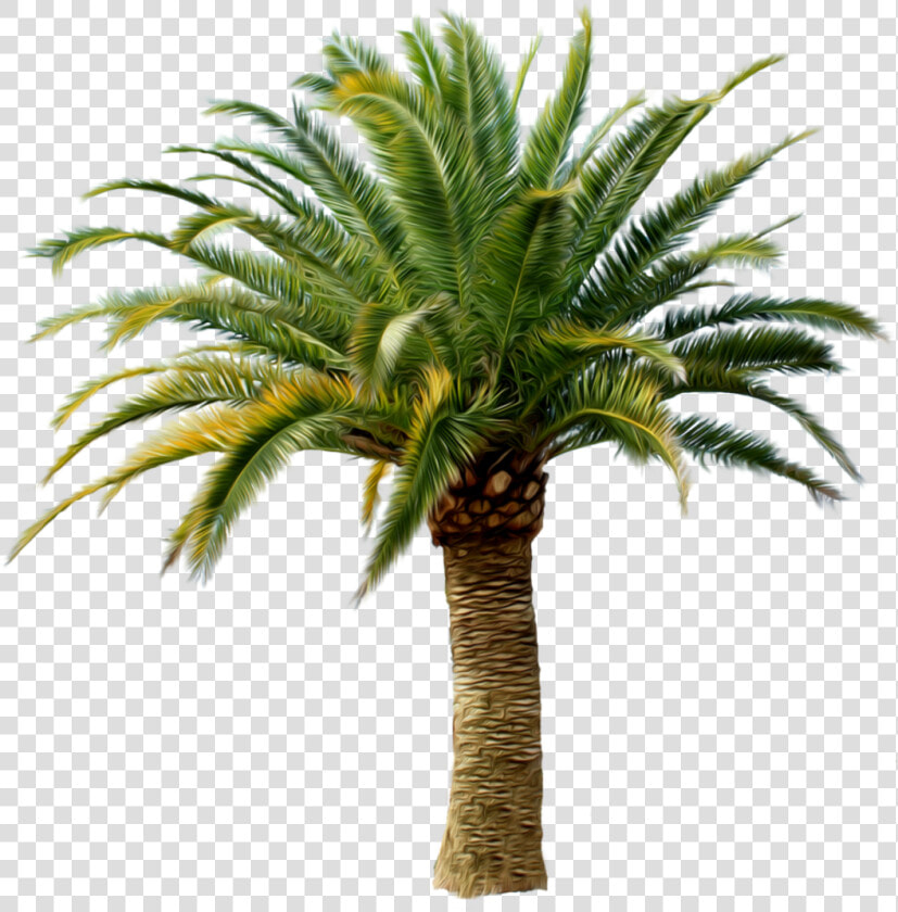 Palm Tree Png   Small Palm Tree Png  Transparent PngTransparent PNG