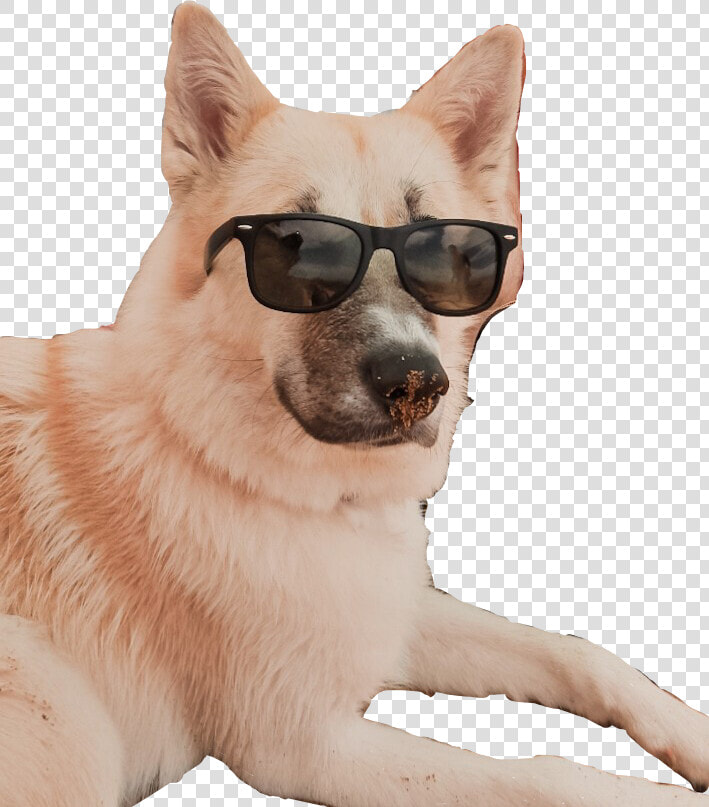  freetoedit  cooldog  dog   Companion Dog  HD Png DownloadTransparent PNG