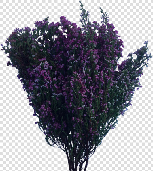 Flower Bush Png   Png Flowers Bush Transparent  Png DownloadTransparent PNG