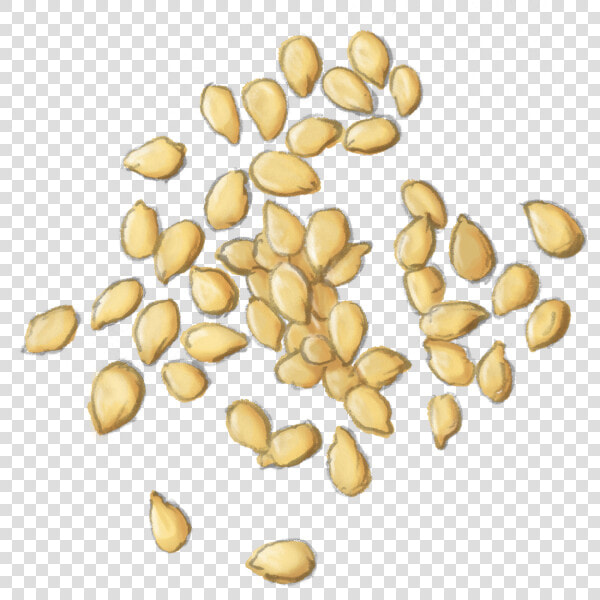 Plant food seed nuts  amp  Seeds superfood   Seed  HD Png DownloadTransparent PNG