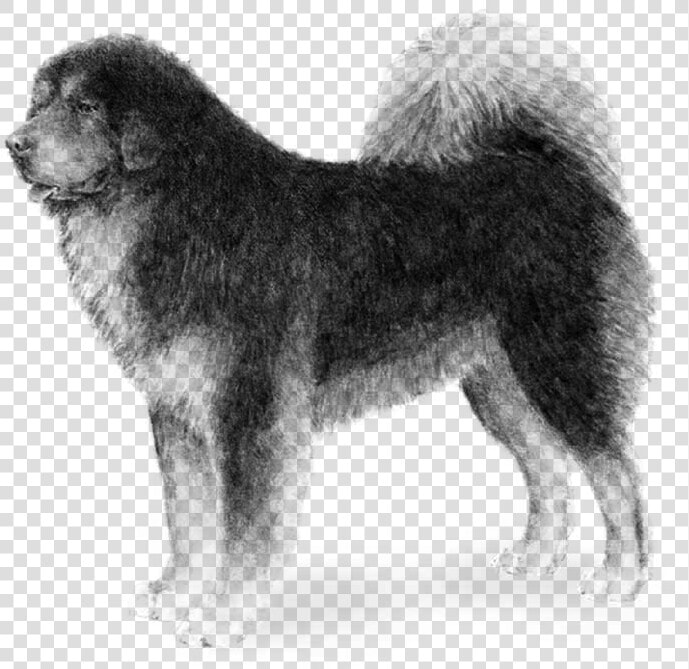 Transparent Mastiff Png   Tibetan Mastiff Blue Gray  Png DownloadTransparent PNG