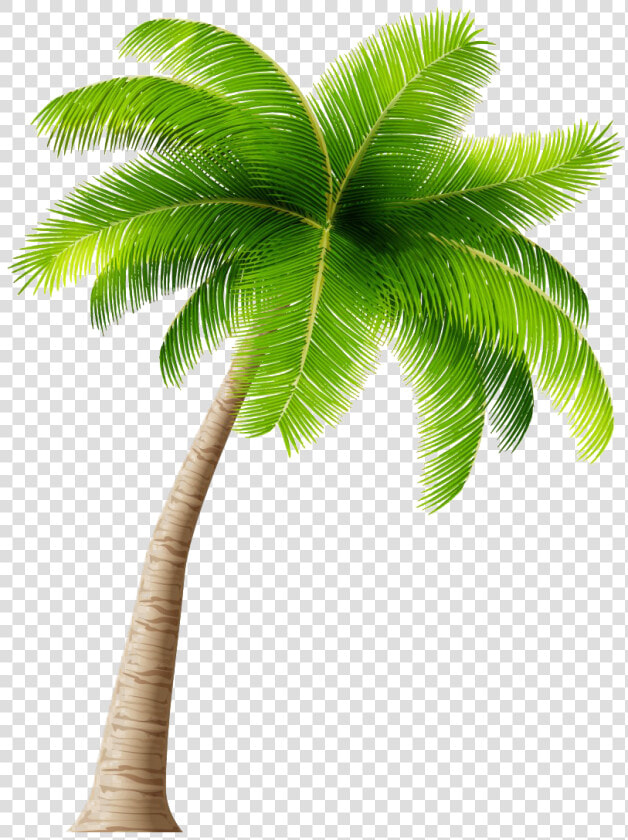 Coconut Tree Transparent   Transparent Background Coconut Tree Clip Art  HD Png DownloadTransparent PNG