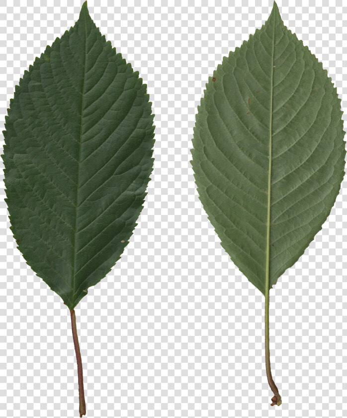 Transparent Leaves   Prunus Avium Leaf  HD Png DownloadTransparent PNG