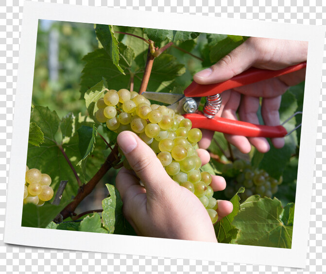 Seedless Fruit  HD Png DownloadTransparent PNG