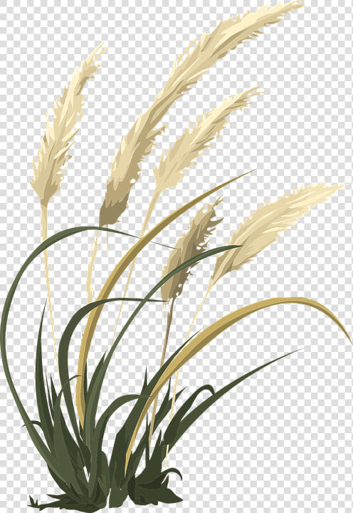 Wheat  Grass  Agriculture  Nature  Field  Growth   Black And White Wheat Drawing  HD Png DownloadTransparent PNG