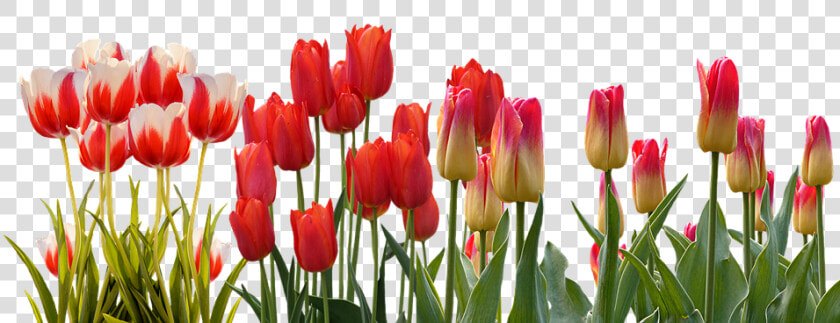 Tulip  Spring  Nature  Flower  Color  Plant  Garden   Tulip Flower Garden Png  Transparent PngTransparent PNG