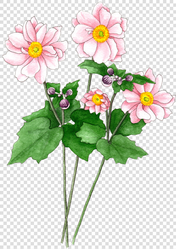 Japanese Anemones Pink  HD Png DownloadTransparent PNG