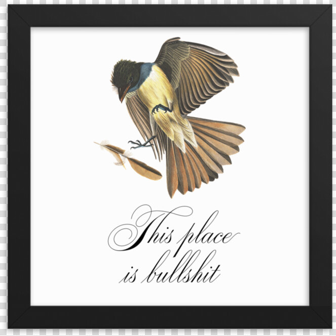 This Place Is Bullshit Framed Srcset Data   Scrub Jay  HD Png DownloadTransparent PNG