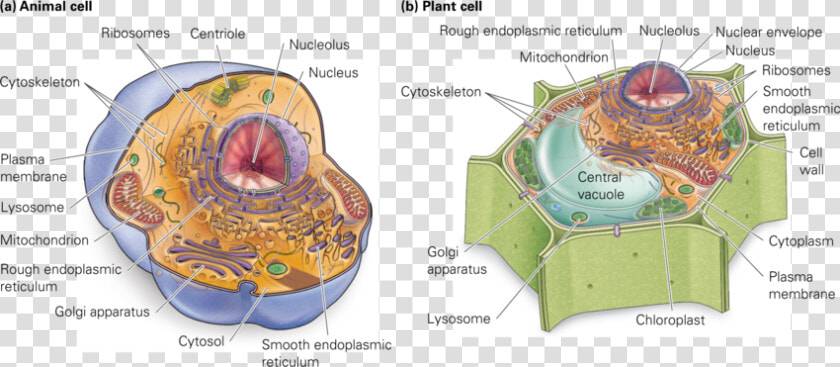 Chromatin Drawing Plant Cell Diagram   Cell Structure Animal Cells  HD Png DownloadTransparent PNG