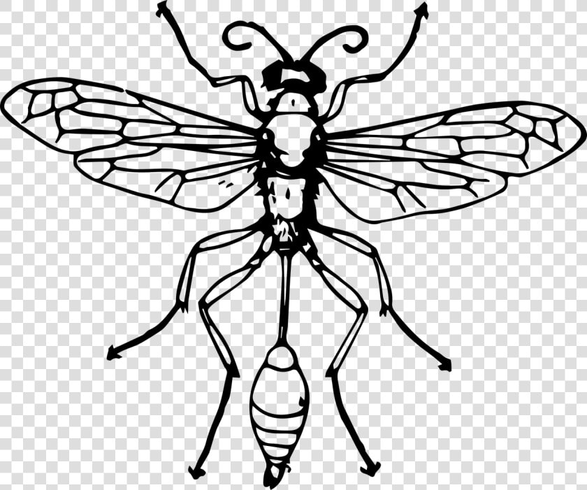 Bee Insect Thread waisted Wasps Hornet   Thread Waisted Wasp Diagram  HD Png DownloadTransparent PNG