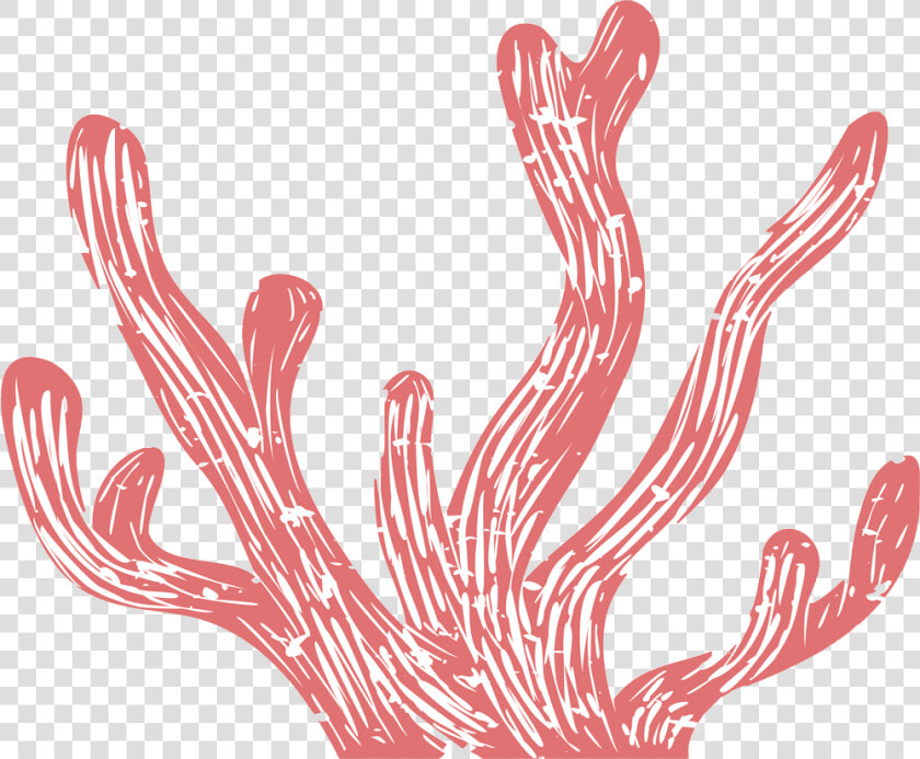 Seaweed drawing   Illustration  HD Png DownloadTransparent PNG