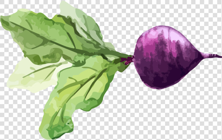 Chard Turnip Watercolor Painting Vegetable Food   Transparent Food Watercolor Png  Png DownloadTransparent PNG