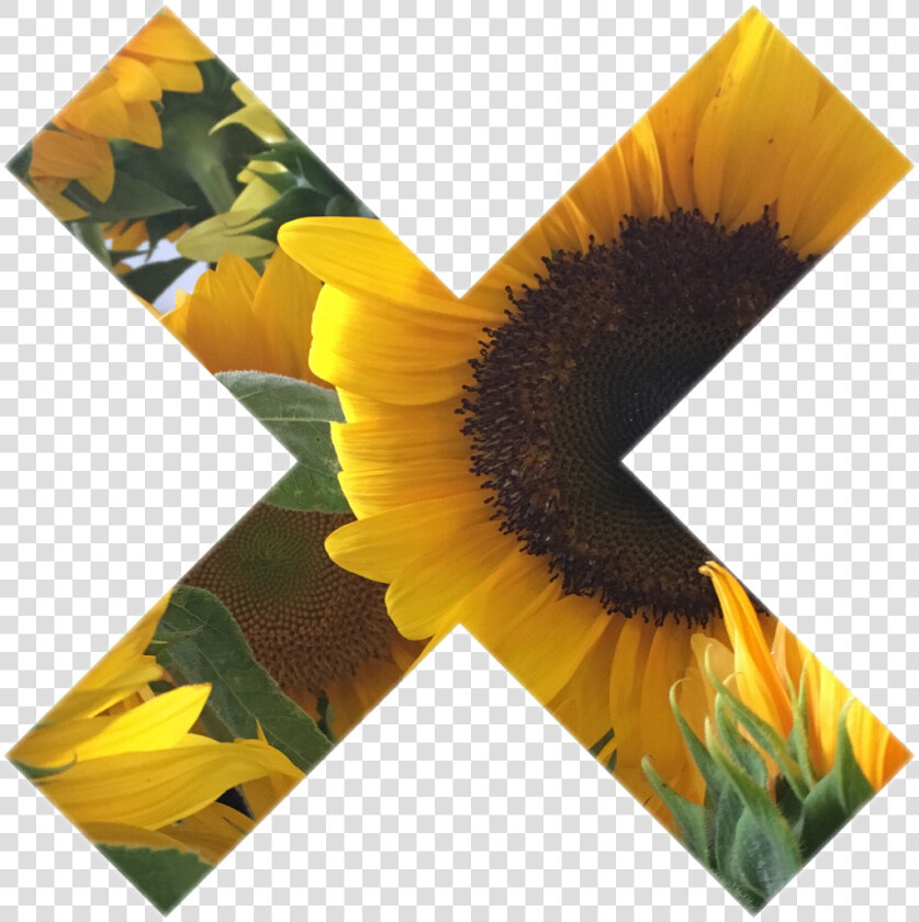 Tumblr Myphoto Sunflower Sticker Gallery Art Interestin   Png Tumblr Sunflower Transparent  Png DownloadTransparent PNG