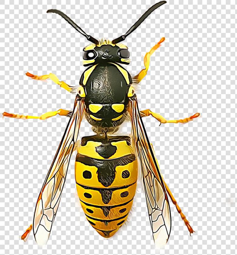 Wasp Png   Wasp Seen From Above  Transparent PngTransparent PNG