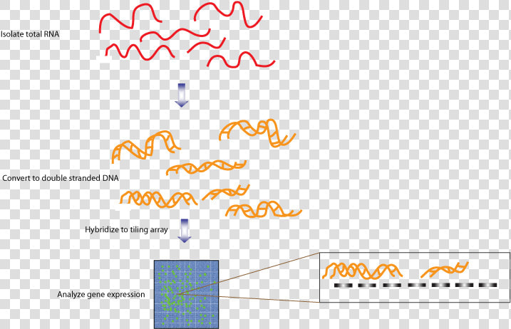 Transcriptome Fig 3   Transcriptome Sequencing  HD Png DownloadTransparent PNG