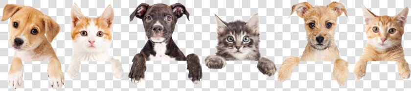 Cat And Dog Footer  HD Png DownloadTransparent PNG