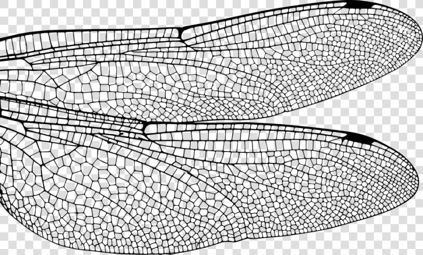 Dragonfly  Wing  Bug  Insect  Fly  Nature  Damselfly   Dragonfly Wings Close Up  HD Png DownloadTransparent PNG