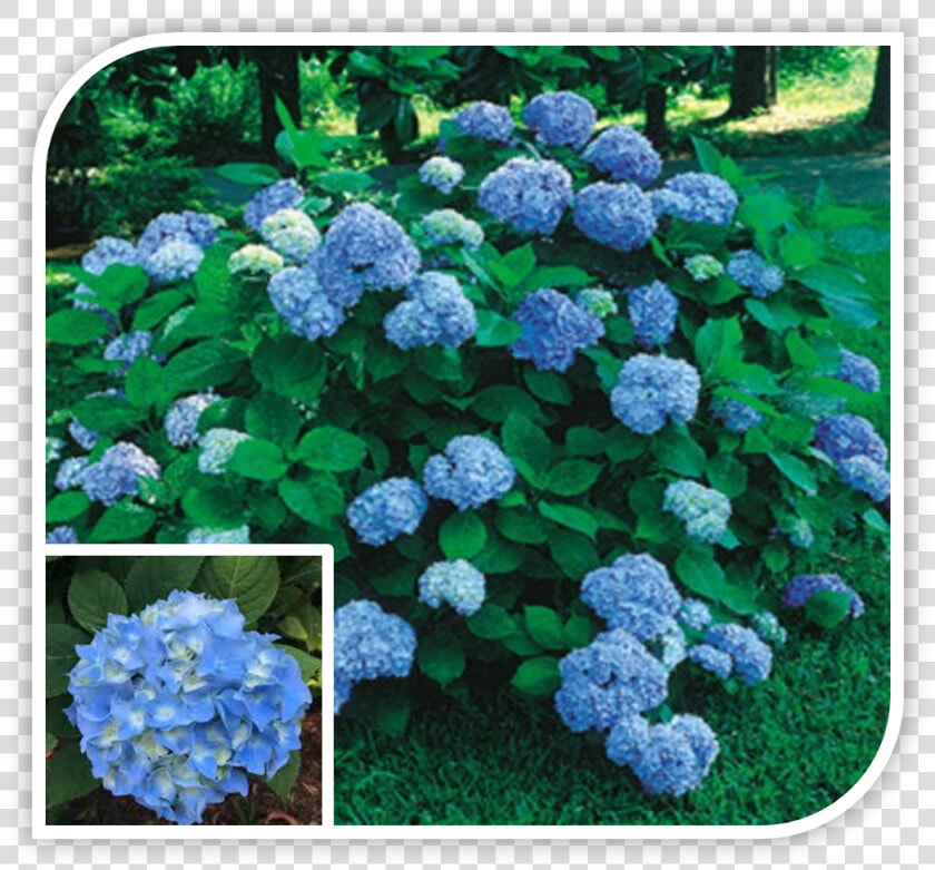 Picture   Hydrangea Nikko Blue 3c Gallon  HD Png DownloadTransparent PNG