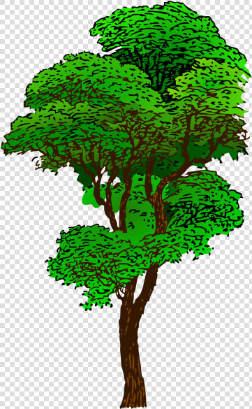 Plant leaf houseplant   Clipart Rainforest Tree  HD Png DownloadTransparent PNG