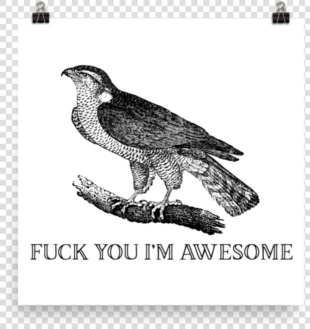 Awesome Srcset Data   Red tailed Hawk  HD Png DownloadTransparent PNG