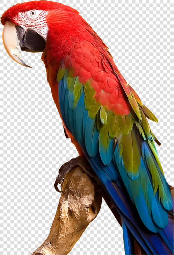 Clip Art Parrot By Gdj Pinterest   Parrot Png  Transparent PngTransparent PNG