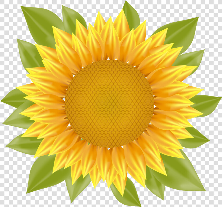 Sunflower Png Vector   Vector Sunflower Png  Transparent PngTransparent PNG