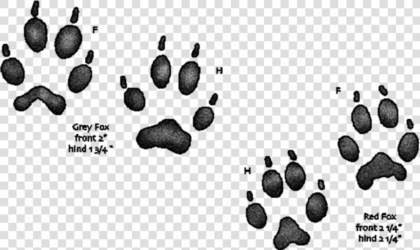 Fox Prints   Gray Fox Vs Red Fox Tracks  HD Png DownloadTransparent PNG