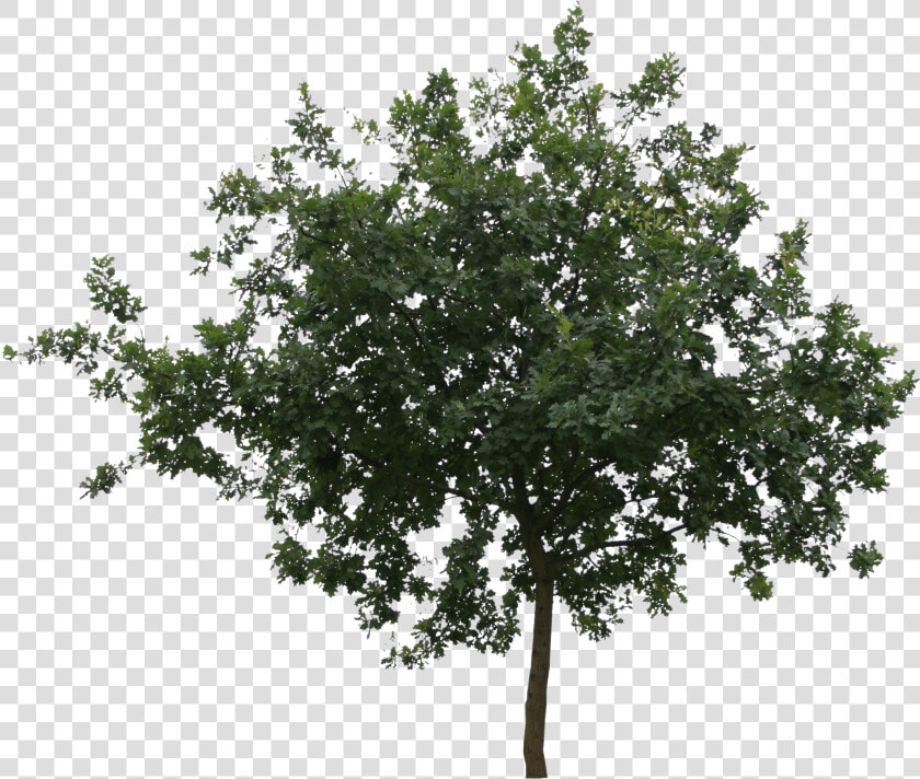 Transparent Tree Cutout Png   Tree Cut Out Png  Png DownloadTransparent PNG