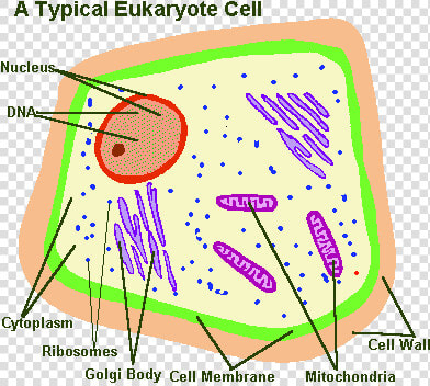 Cell Webquest  HD Png DownloadTransparent PNG