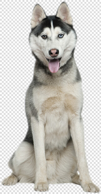 Siberian Husky Sitting  HD Png DownloadTransparent PNG