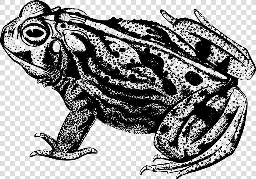 Amphibian  Animal  Frog  Toad   Great Plains Toad Black And White  HD Png DownloadTransparent PNG