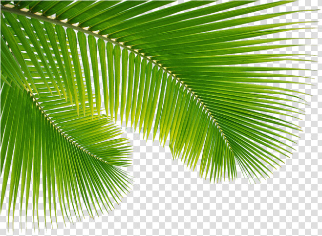 Transparent Palm Leaf Png   Folha De Coco Png  Png DownloadTransparent PNG