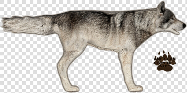 Wolfeasterntimber Jimmyzhoopz   Zoo Tycoon 2 Timber Wolf  HD Png DownloadTransparent PNG