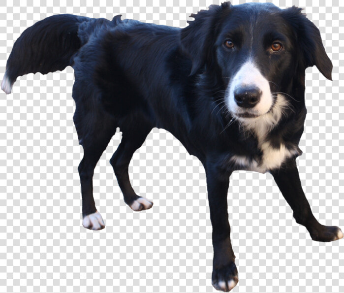 Border Collie Transparent Background  HD Png DownloadTransparent PNG