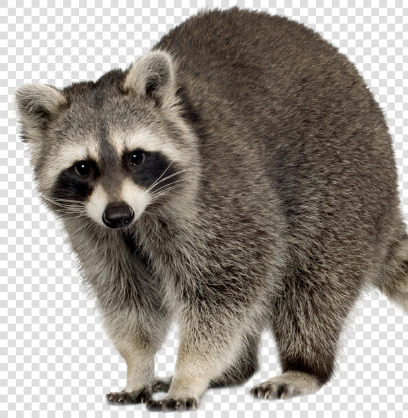 Raccoon Squirrel Feral Cat Rodent   Clipart Raccoon  HD Png DownloadTransparent PNG