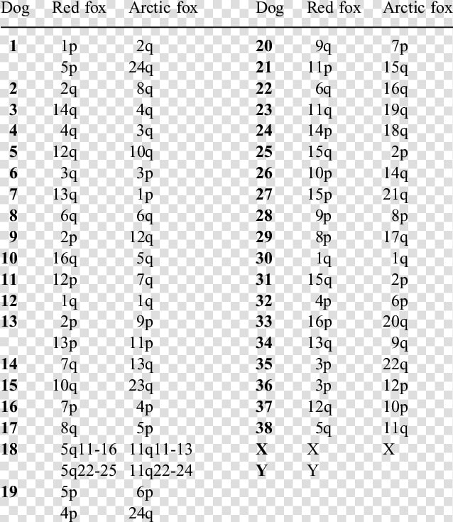 Chromosome Number Of Dog  HD Png DownloadTransparent PNG