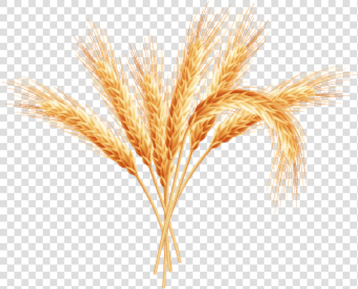 Transparent Wheat Plant Clipart   Wheat Plant Png Transparent Background  Png DownloadTransparent PNG