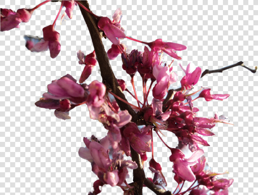 Transparent Cherry Blossom Png   Flower Branches Transparency Png  Png DownloadTransparent PNG